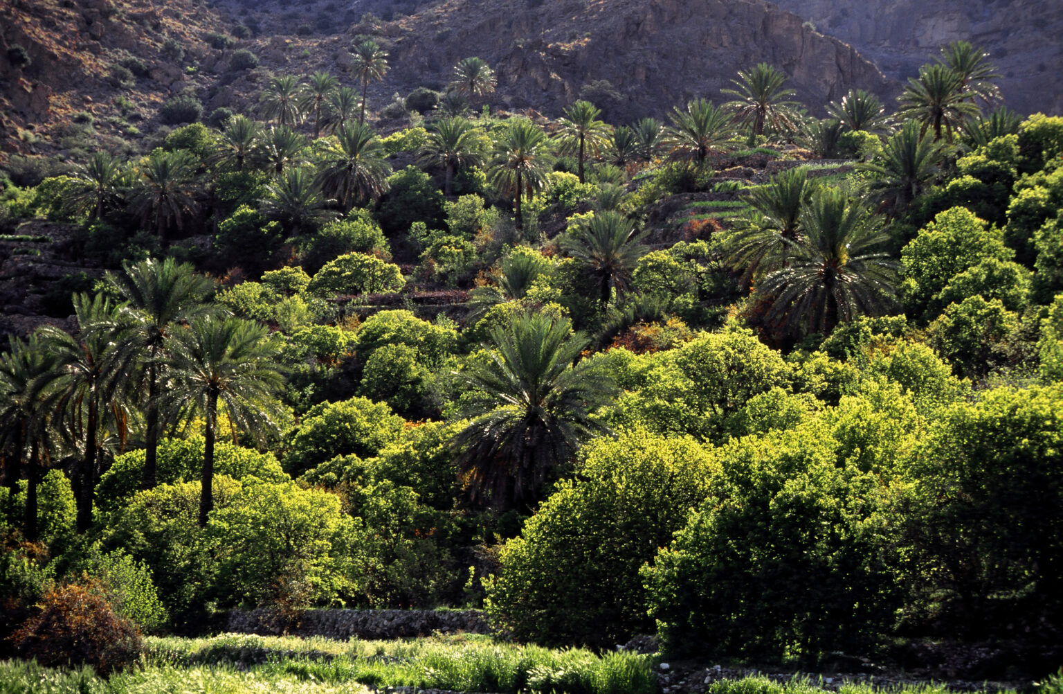 Sechs unbekannte Fakten über Oman - Reiseberichte, Reisetipps ...