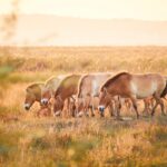 Przewalski-Pferde im Nationalpark Neusiedler See – Seewinkel. © Burgenland Tourismus / Peter Podpera