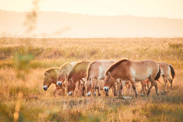 Przewalski-Pferde im Nationalpark Neusiedler See – Seewinkel. © Burgenland Tourismus / Peter Podpera